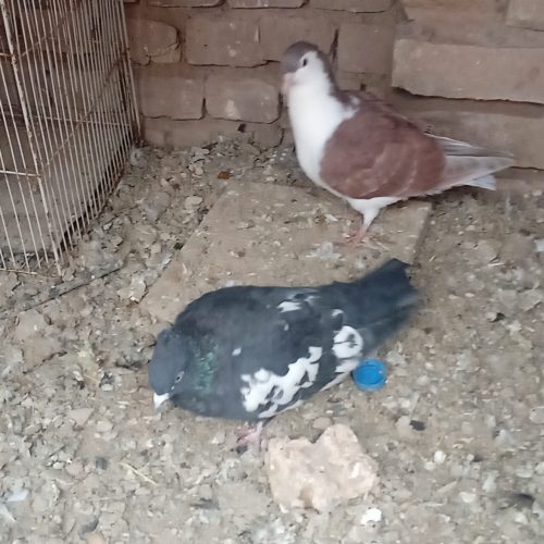کبوترخوب