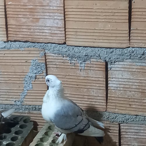 کبوتر