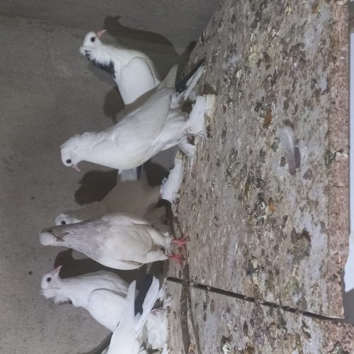 کبوتر