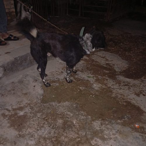 سگ قدر