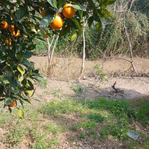فروش باغ در کنار رودخانه
