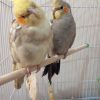 طوطی عروس هلندی