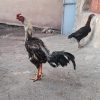 خروس لاری20ماهه سالم،به شرط،مرغگیری عالی