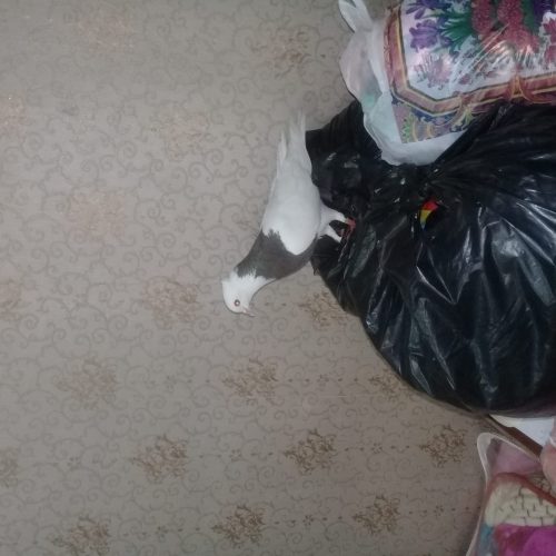 نرطوق قهواهی بی نظیر