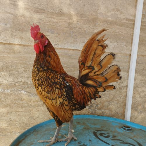 خروس سبرایت