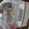فروش عروس هلندی