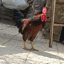 فروشی