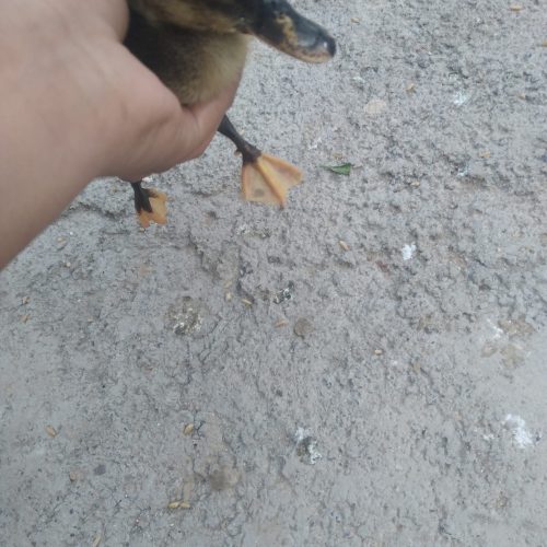 جوجه اردک