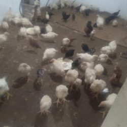فروش جوجه آرین تخم گذار سه ماهه