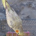 عروس هلندی