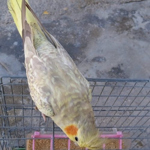 عروس هلندی