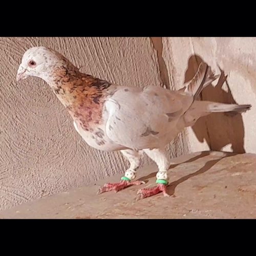 کبوتر زرد هفرنگ