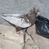 کفتر بهبهانی و پلاکی