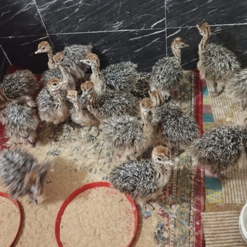 جوجه شترمرغ