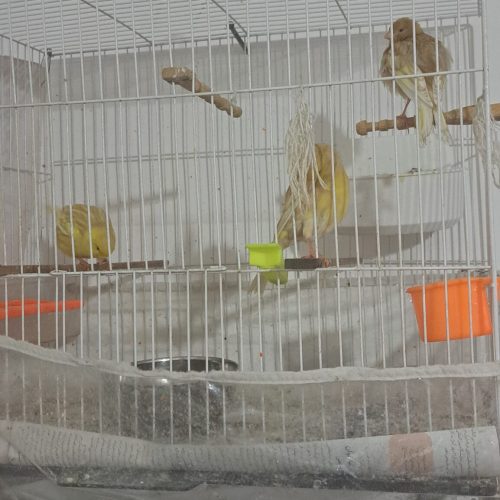 یک جفت قناری نروماده و یک عدد جوجه قناری
