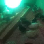 جوجه گلین 5 روزه پنگوهنی