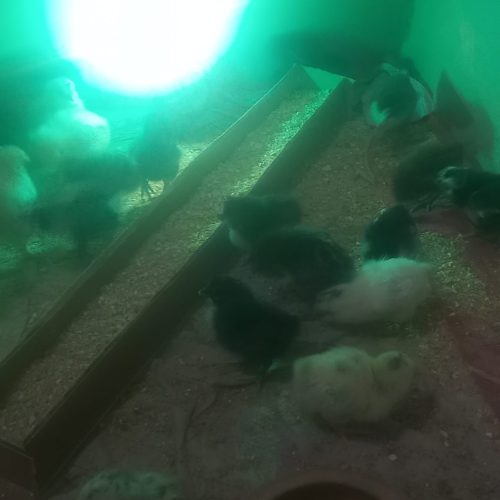 جوجه گلین 5 روزه پنگوهنی