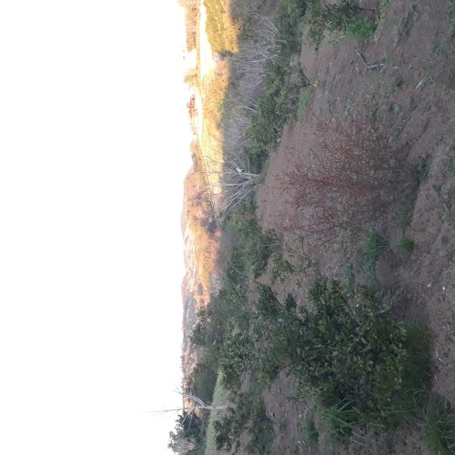 فروش 900متر زمین در روستای پایین کولا
