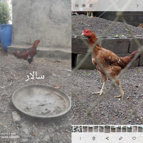 خروس لاری