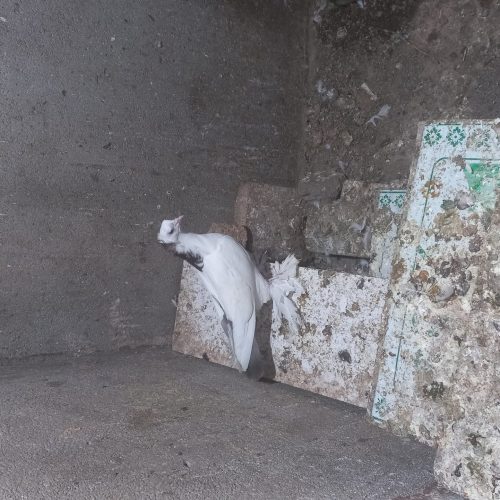 کبوتر