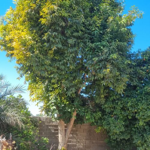 باغ شهری تفکیک شده دو پلاک 450متری جمعا 900متر