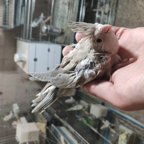 عروس هلندی سرلاکی