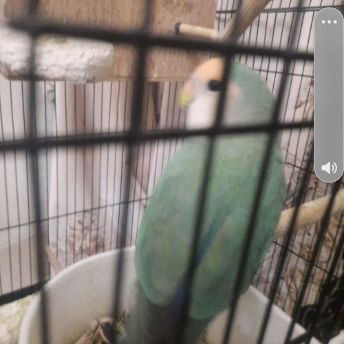 کوتوله ماده 2ساله