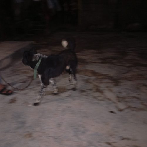سگ قدر