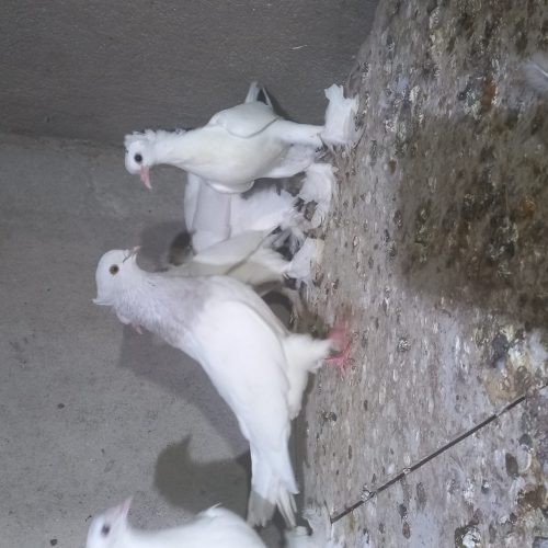 کبوتر