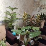 گل و گیاهان آپارتمانی
