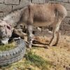 فروش الاغ
