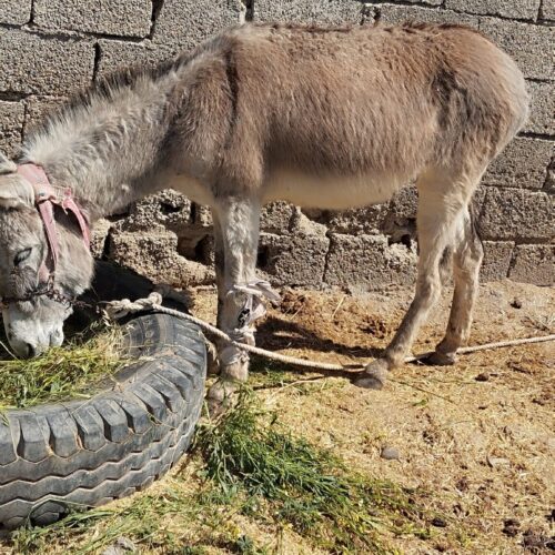 فروش الاغ