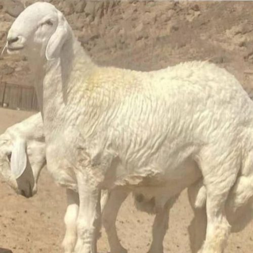 قصاب سیار یا سرلاخ سیار ذبح اسلامی و بهداشتی انواع مختلف حلال گوشت با کمترین هزینه در هر مکان در هر زمان