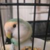 کوتوله ماده 2ساله