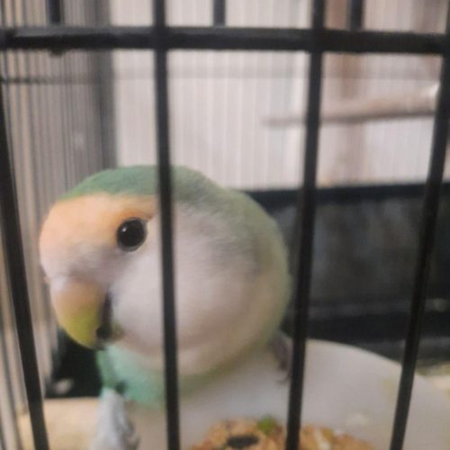 کوتوله ماده 2ساله