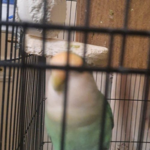 کوتوله ماده 2ساله