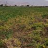 زمین کشاورزی
