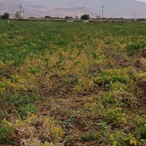 زمین کشاورزی