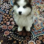 سگ هاسکی
