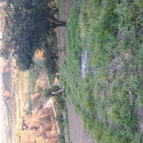 فروش 900متر زمین در روستای پایین کولا