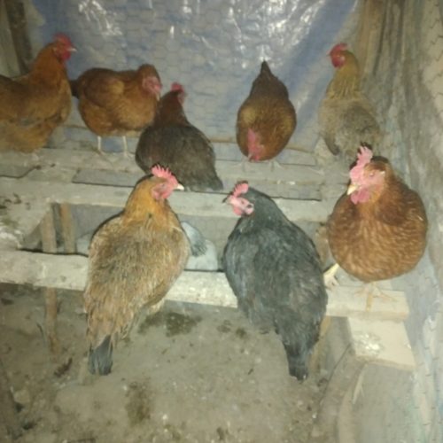 مرغ