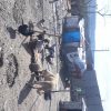 سگ گله ای دهن پاک معاوضه