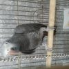 کاسکو