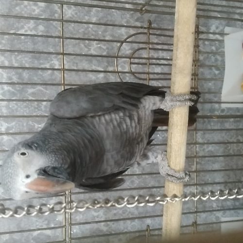 کاسکو