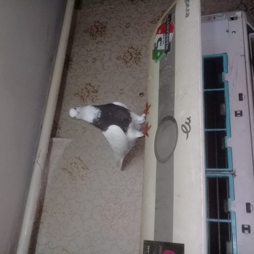نرطوق قهواهی بی نظیر