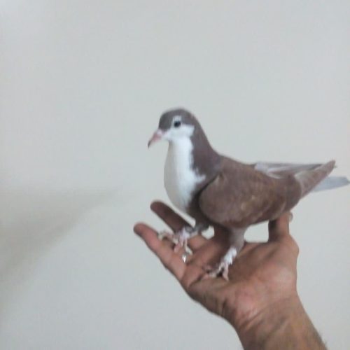 کبوتر کرمانی کرواتی