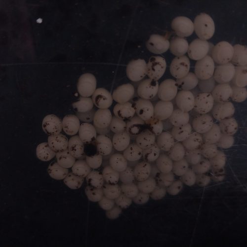 حلزون همه سایزی به شرط