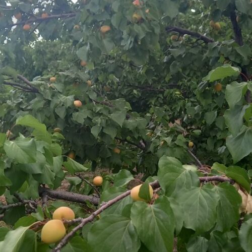 سلام باغ تفریحی پل تاریخی پل زمانخان
