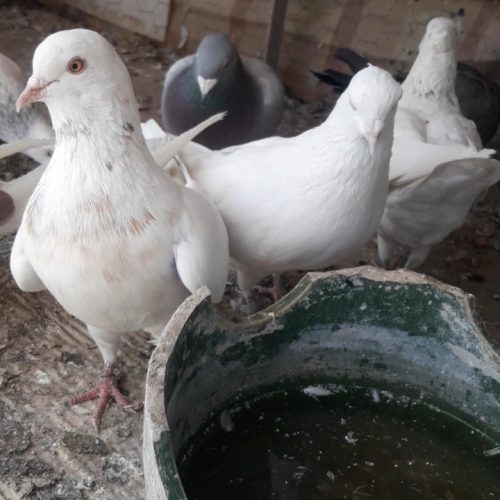 کبوتر ماده