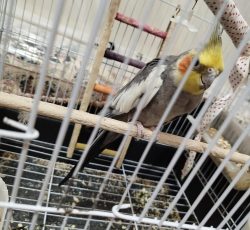عروس هلندی